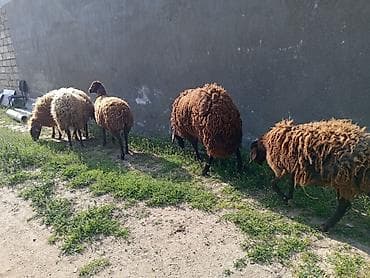 balalı qoyunlar: Dişi, Qala, il: 1, 50 kq, Damazlıq, Ünvandan götürmə — 5