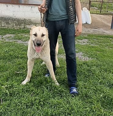 kənd təsərrüfatı heyvanları: Kanqal, 10 ay, Erkek, Peyvəndli, Ünvandan götürmə — 3