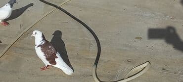 haski satilir: Satılır: Fantail tipli dekorativ göyərçin Xüsusiyyətlər: - Rəng — 13