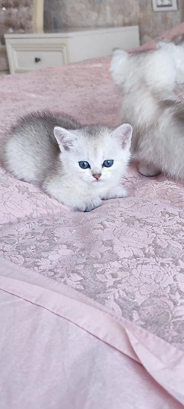 шиншилла: Шиншилла — 1