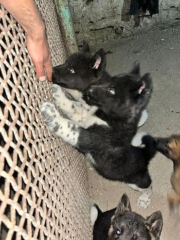 Akita-inu — 5