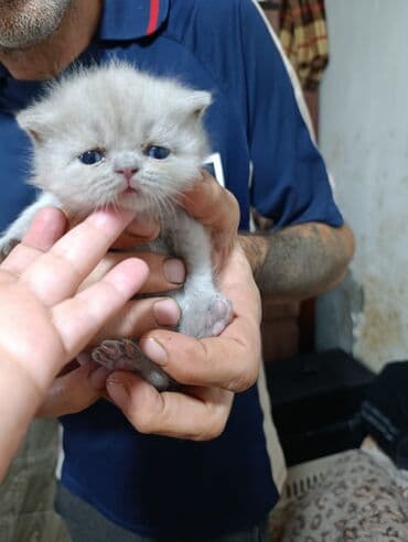 Кошки: Британская — 3