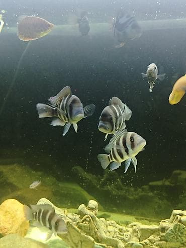 baliq akvarum: Cixlid balığı, Yırtıcı — 3