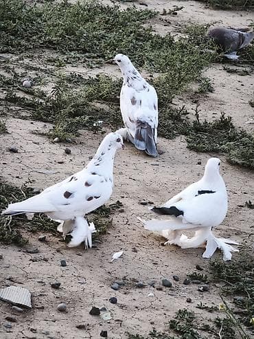 drakon goyercin: Super oynaq quşlar hazır çüt yumurtaya qovur — 3
