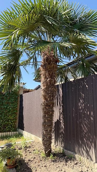701 model yolka: 3 metrlik Dekorativ Palma Satılır (Trachycarpus fortunei) Sağlam və — 3