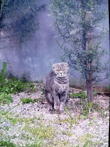 Şotland, Dişi, Cütləşmə üçün, Pulsuz çatdırılma