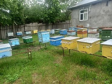 клетка для кроликов купить: Arı ailələri satılır. qiymət razılaşma yolu ilə Məhsul təsviri: - — 6