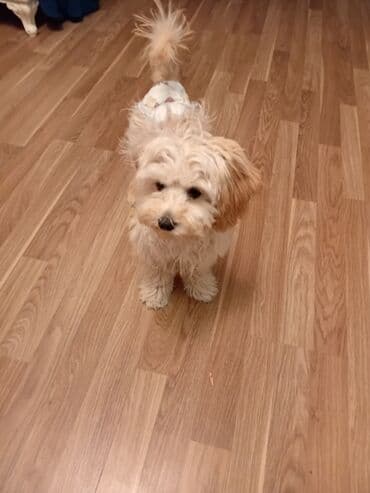 немецкая овчарка цена в баку: Malta bolonka, 4 ay, Erkek, Peyvəndli, Ünvandan götürmə — 9