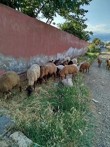 kanqal satilir: Dişi, Alpine, il: 1, Damazlıq, Südlük, Ətlik, Ünvandan götürmə — 3