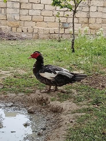 erkek pişik: Erkək, | Lal ördək, Damazlıq — 10