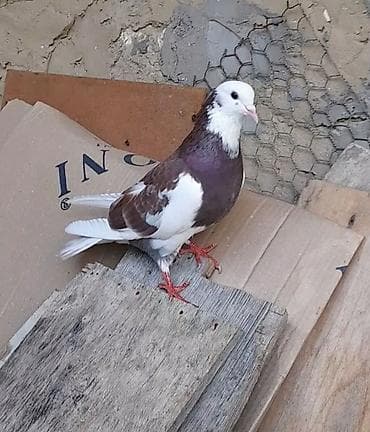 göyercinler: Agbaw erkey tutulmadi — 1