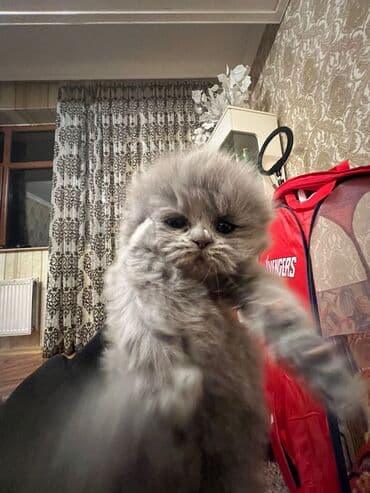 pişik üçün daraq: Britan, Erkək, Dişi, Yaxşı əllərə, Ödənişli çatdırılma, Rayonlara çatdırılma, Ünvandan götürmə — 5