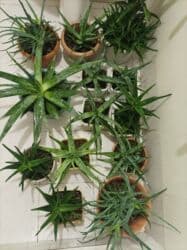 Уличные растения: Aloe vera — 1