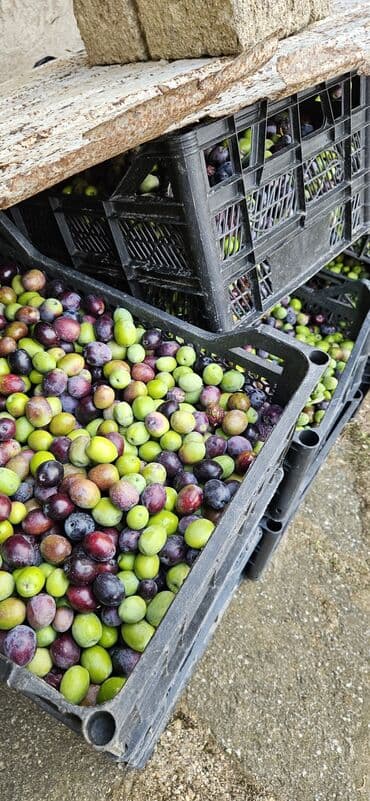 qara zeytun qiymeti: Məhsul: Təzə yığılmış zeytun Təsvir: - Öz bağımızdan dərilən — 3