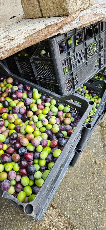meyve tərəvəz: Məhsul: Təzə yığılmış zeytun Təsvir: Turk zeytunu - Öz bağından — 5