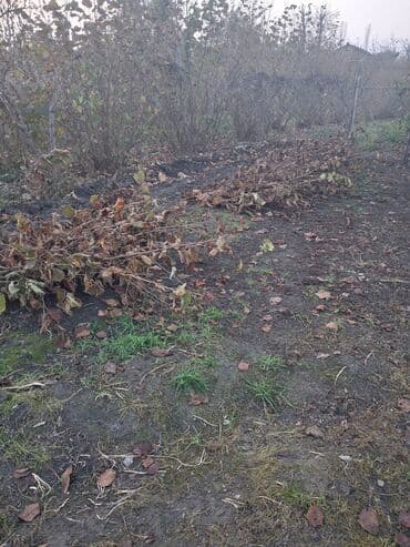 tinglər: Salam xacmaz da findin qelemi satilir 1 ri 50 qepiye 1000 dene var — 1