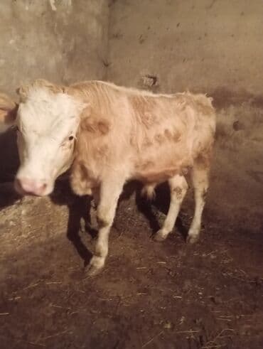 Собаки: Теленок, Самец, месяцев: 10, Для разведения, Самовывоз — 3