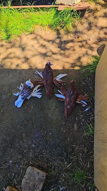 ucuz quzular: Qiyemt 3 aidir - Növ: bəzək məqsədli ev göyərçinləri (fantail tipli — 3