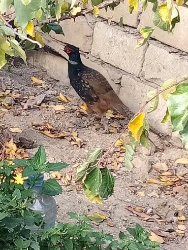 heyvanlara verilen adlar: Erkek bu ilki Rumun qrqovullari satılır və ya bu ilki fere qrqovullari — 2