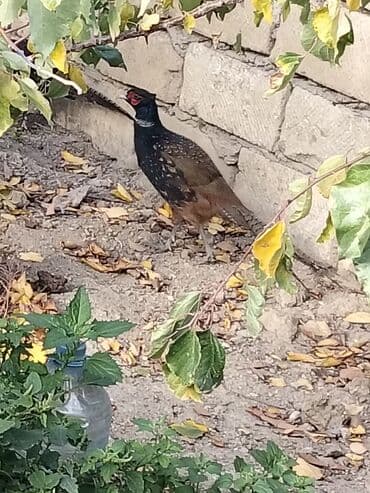 heyvanlara verilen adlar: Rumun Qrqovul bu ilki erkek qrqovuludu feresi ile barter olunur — 2