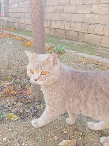 şinsilla: Şinşilla, Erkək, Yaxşı əllərə, Ünvandan götürmə — 2