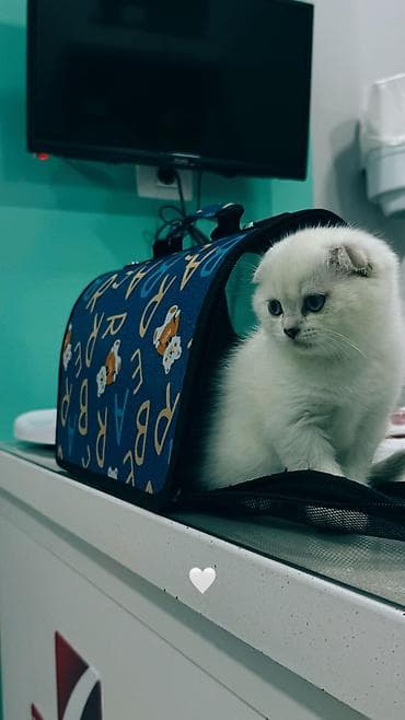 ucuz pisik satisi: Britan — 2