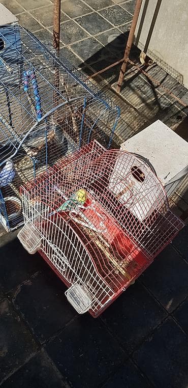 hind quşu cucesi: Papugaylar saglam guslar 6 ayfan yuxari — 9