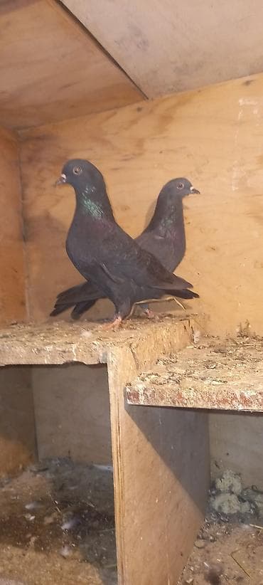 ucuz goyərcinlər: Qaralar satilir hamisi həyətdən çixma balalardi real aliciya endirim — 5