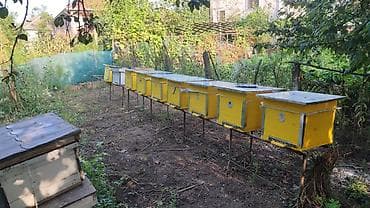 cins ineklerin satisi 2018: Dadan ari yesikleri satilir arilarin her biri sekilde gördüyüvuz — 2