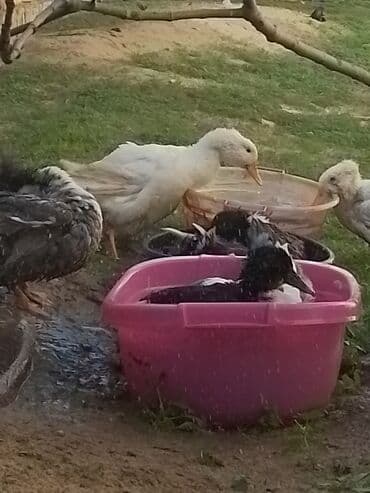 ördək balası və cücə: Ev şəraitində bəslənən ördəklər - Növ: məişət üçün saxlanılan — 12