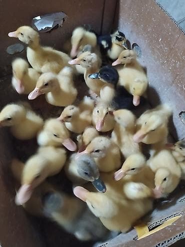 cins dana: 15 gunluk pekin ordey balalar stilir 3 azn — 2