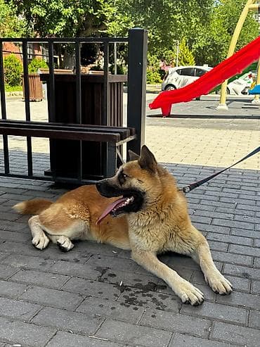 Akita itin cinsi çox aktiv itdi bir yerdə dayanmır çox super itdi — 4