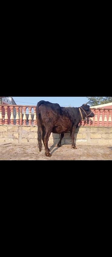 Toyuqlar: Salam gorduyuz heyvan 3ci qarına 7ayliq bogaz dı çox təmiz fağır — 2