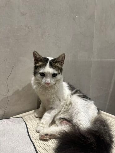 pişik ucun yuva: Yaxşı əllərə — 2