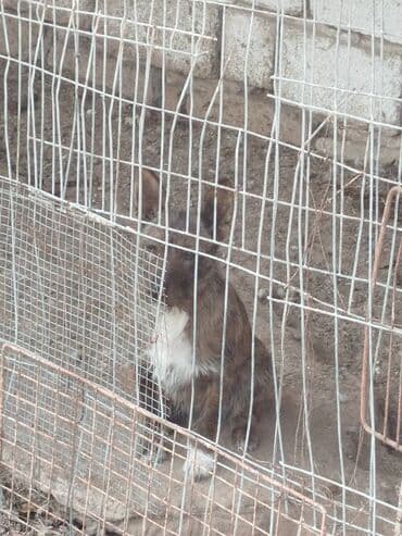 Kia: Zvonok, 7 ay, Dişi — 5