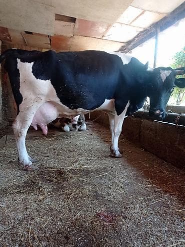 balalı inək: 3qarınadi bugün doğub super heyvandı 10 litr bulama sağmısam heyvan — 8