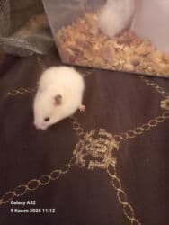 pişiy balası: Sevimli hemsterlar nadir uzun tuklu olurlar böyüyəndə cinsi erkey və — 12