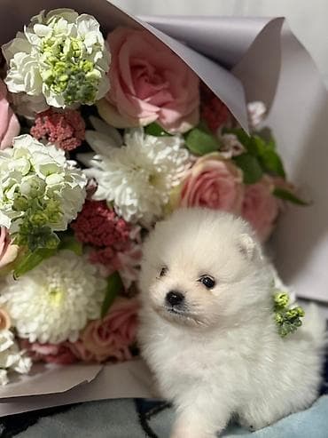 Птицы: Шпиц — 3