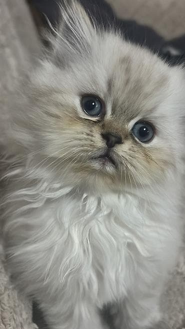 cau cau iti satilir: Erkək, Pulsuz çatdırılma — 3