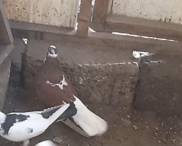 Quşlar: Salam. Görüyünüz heyvanlar satılır. Tam saglam heyvanlardi — 4