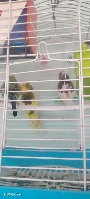 maine coon pişik: Məhsul: Dalmatin və sarı-yaşıl tonlarda dalğalı tutuquşular üçün qəfəs — 7