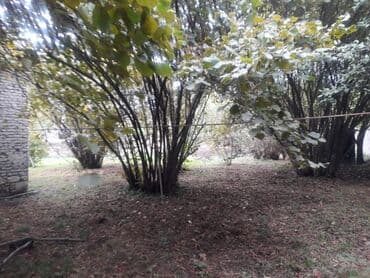 findiq ləpəsi: Fındıq bağı – yetişmiş kollardan ibarət məhsuldar sahə - Yetişmiş — 4