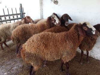 Коровы, быки: Elan başlığı: 7 boğaz qoyun satılır Təsvir: - 7 ədəd boğaz (hamilə) — 9