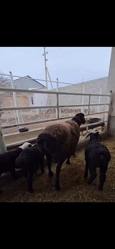 cins atlar: Uc balali qoyun ikinci dafa dogub balalardan biri erkək ikisi disidi — 7