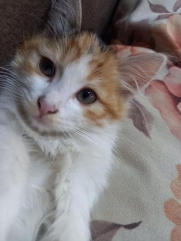 holstein inek satilir: Yaxşı əllərə — 4