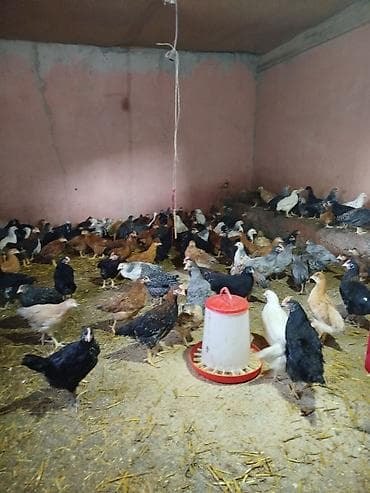 cuce satışı: Toyuq cücələri, Damazlıq — 7