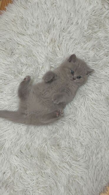 Akvariumlar: Britan — 2