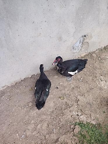 qəfəs satışı: Salam 2 ədəd cavan zümrüdü lal ördəklər satılır hal hazırda — 1