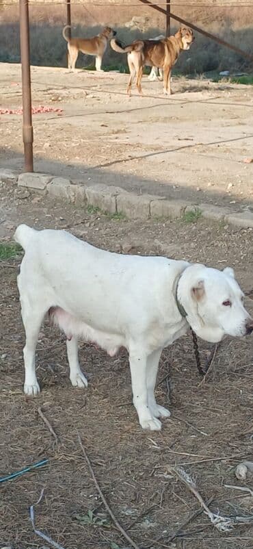pişik yemek qabı: Alabay, 1 il, Dişi, Peyvəndli, Ödənişli çatdırılma — 4