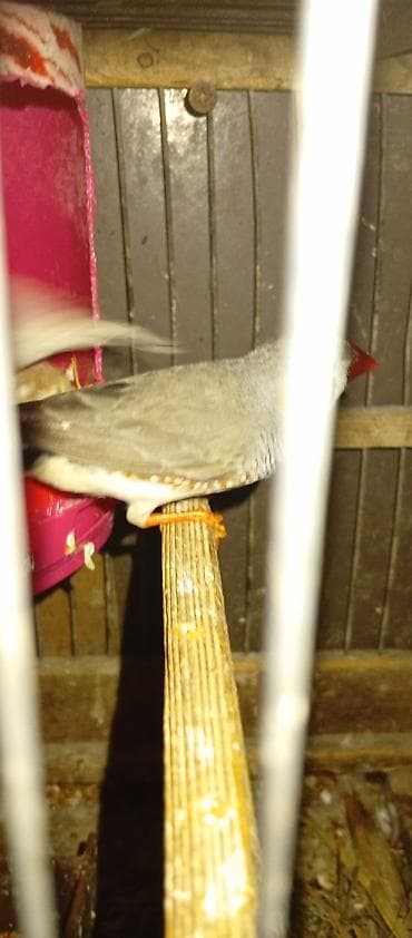 ereb ati satilir: Salam 1 cüt korella 70 manata.bala almışam 4 ədəd elada baxırlar 1 — 2